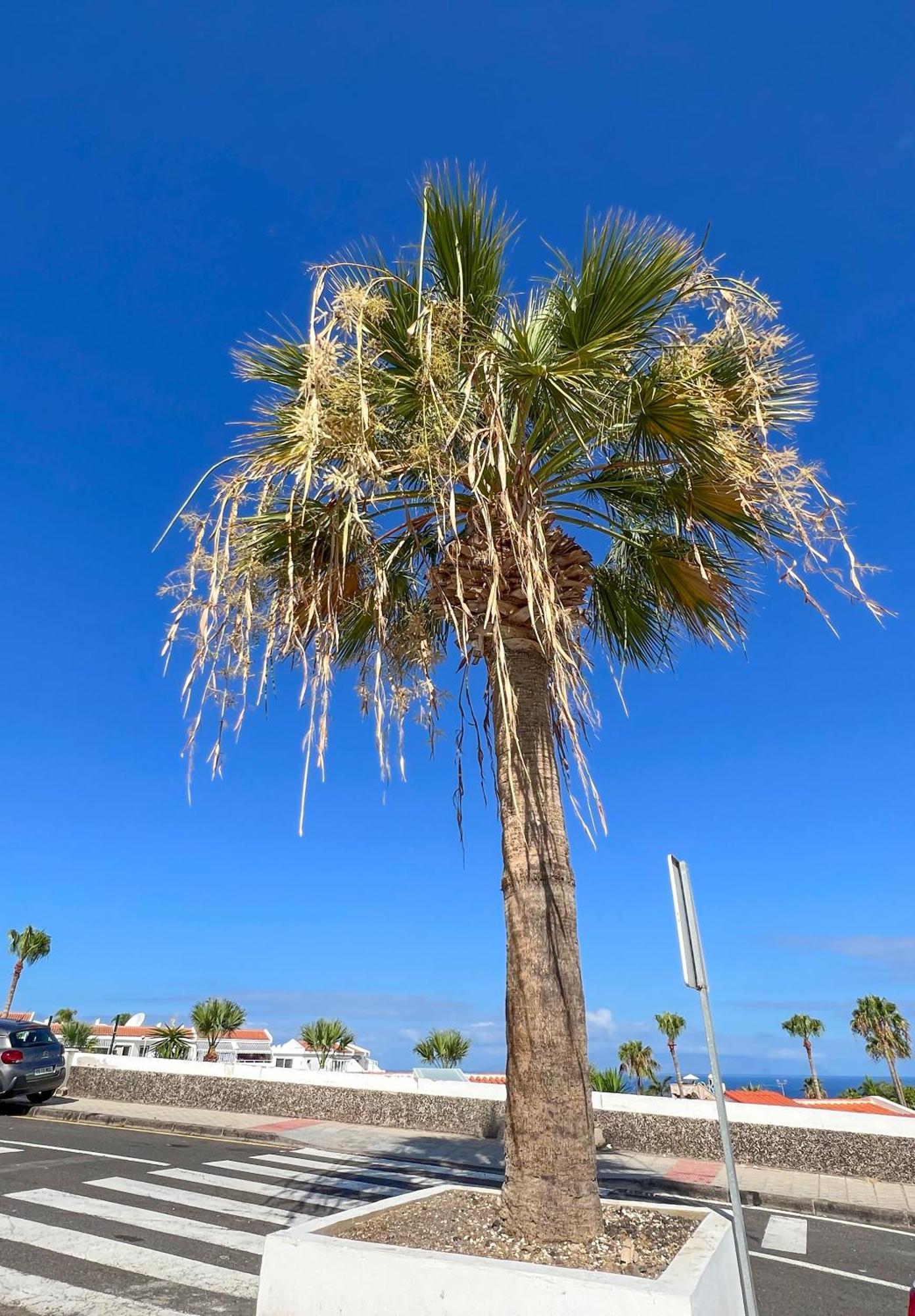 Apartamento El Paraiso Costa Adeje  Εξωτερικό φωτογραφία